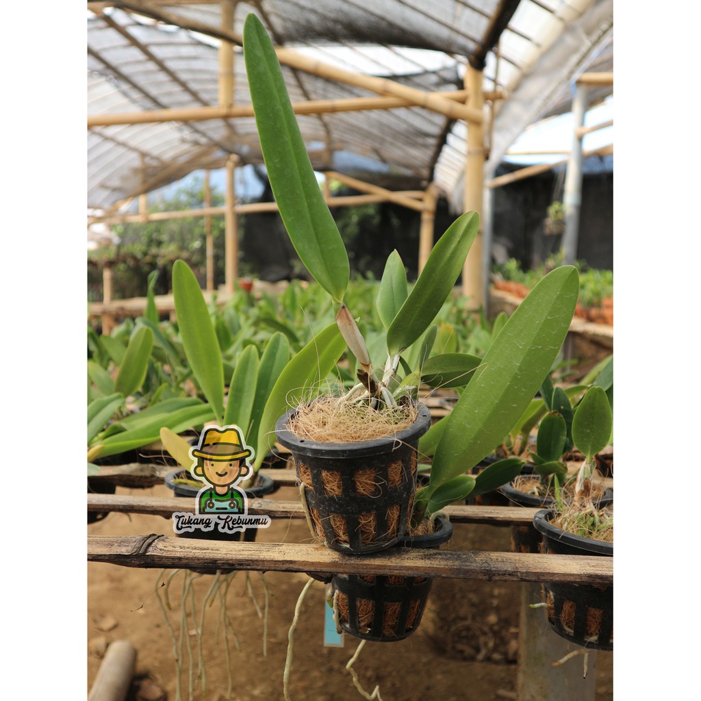 Anggrek Cattleya Bunga Besar Pra Dewasa Premium (17-25Cm)