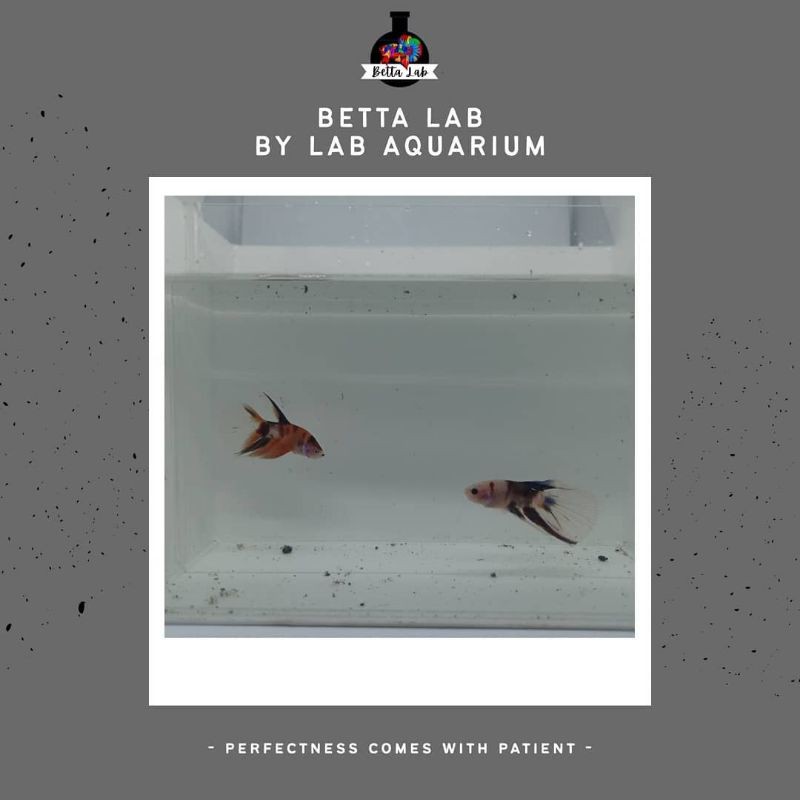 ikan cupang Anakan Koi nemo multi galaxy male