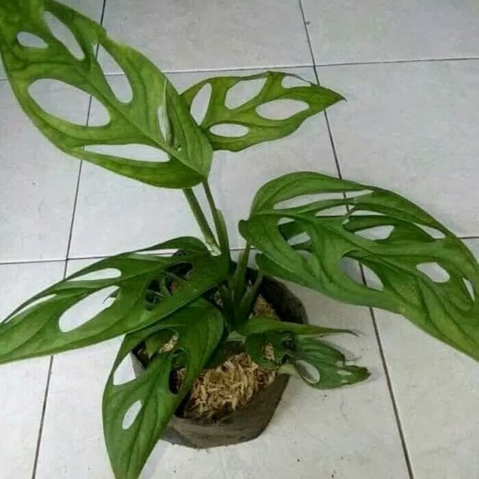 tanaman hias monstera obliqua - janda bolong - obliqua
