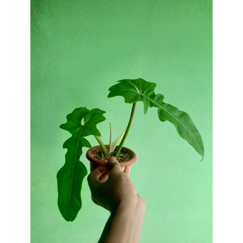 philodendron longilobatum narow