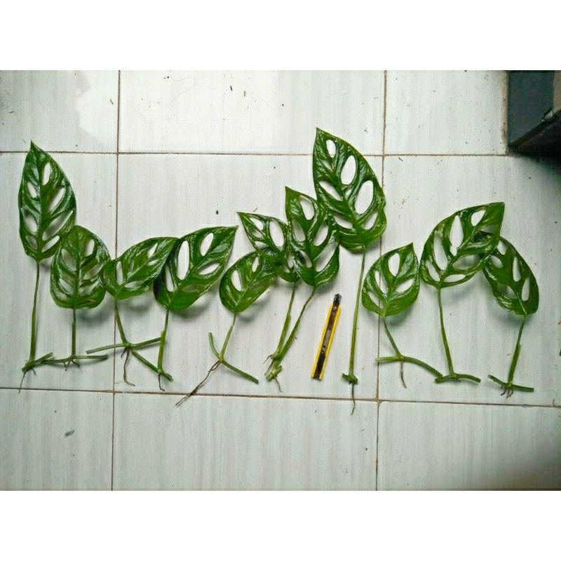 bibit tanaman bonggol monstera Janda Bolong Adansoni BIbit Fresh Cutting Monstera Adansoni