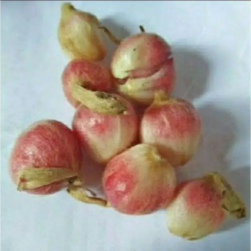 

KAPULAGA HIBRIDA PILIHAN /50 GRAM