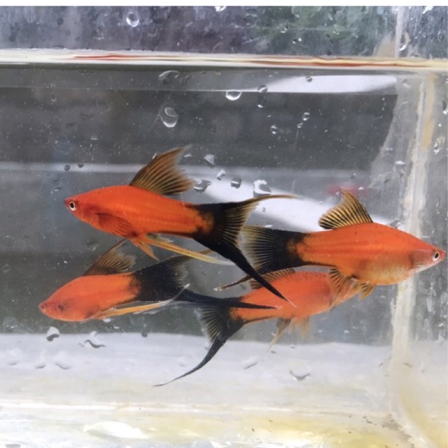 wagtail cawang 1pasang