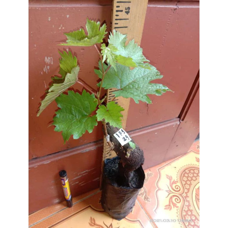 Waterfall IFG 29 - Aksesoris Bibit Waterfall IFG 29