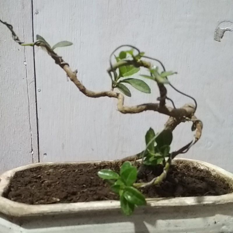 bonsai mame