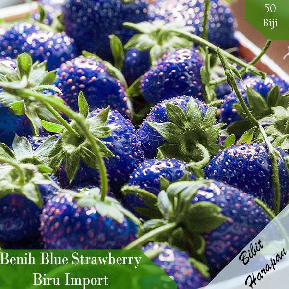 Benih Bibit Biji Buah Blue Strawberry Biru Import isi 50 Pcs