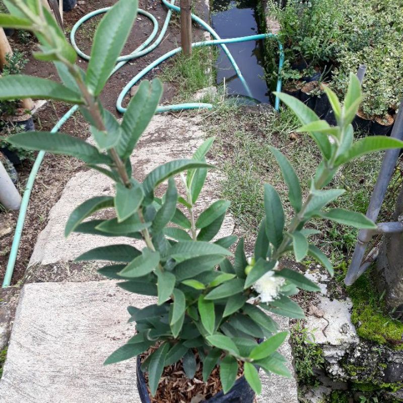 jambu kerikil jambu biji mini