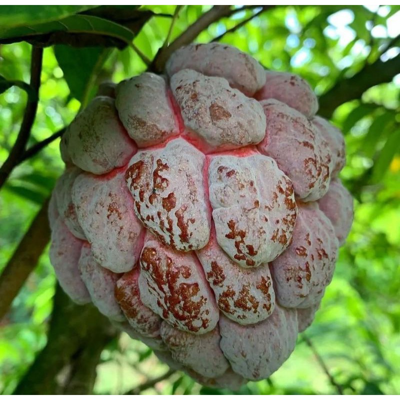 Bibit srikaya merah super manis