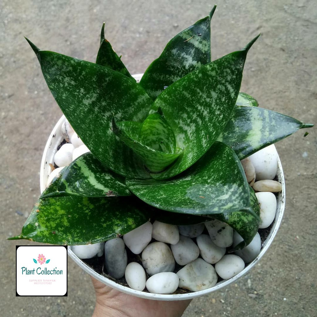Jual TANAMAN HIAS SANSEVIERIA LIDAH MERTUA MINI | Shopee Indonesia