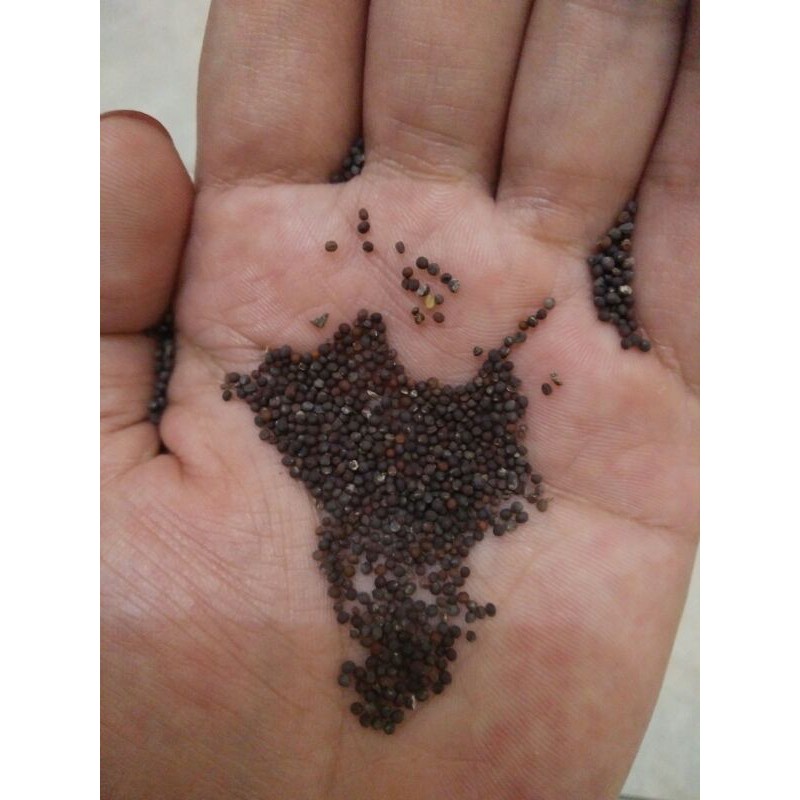 Benih sawi pahit / 1 kg