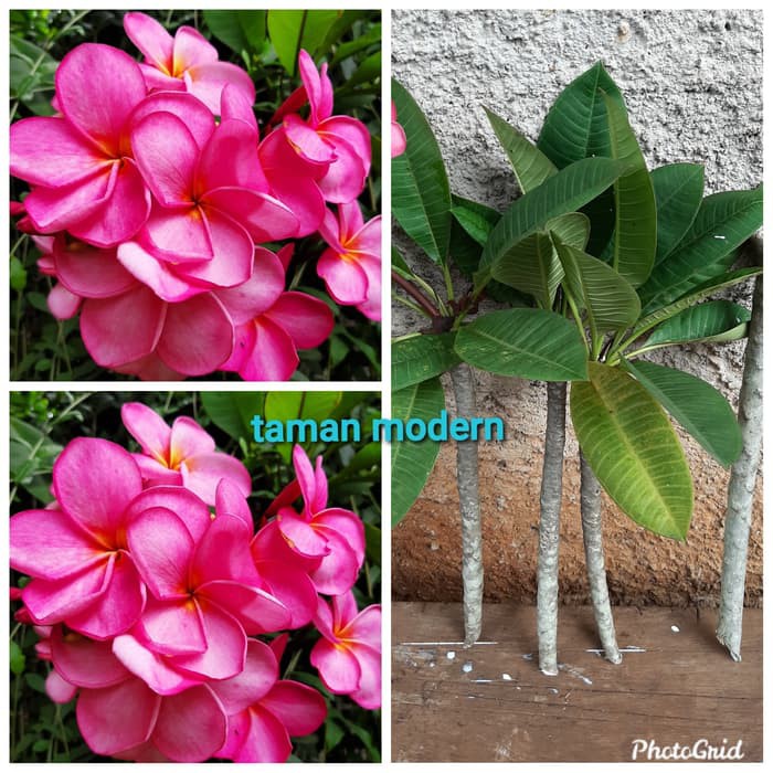 KAMBOJA BALI MERAH FANTA-stek batang tanaman kamboja bali merah fanta