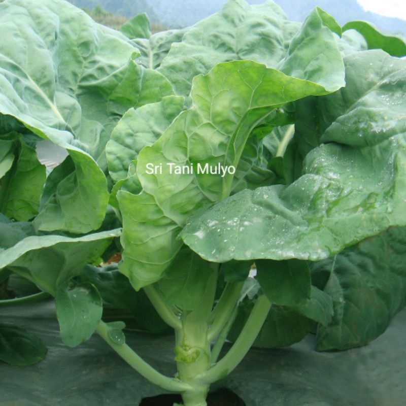Biji  Benih Kailan NEMO Tidak Mudah Berbunga  Bibit Tanaman Sayur Sayuran Daun Kol Kubis benih ecran