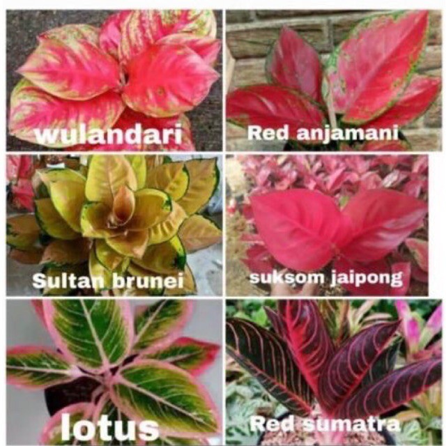 6 Bonggol Aglonema Wulandari,Red Anjamani,Sultan Brunei,Sukson Jaipong,Lotus,Red Sumatra Murah