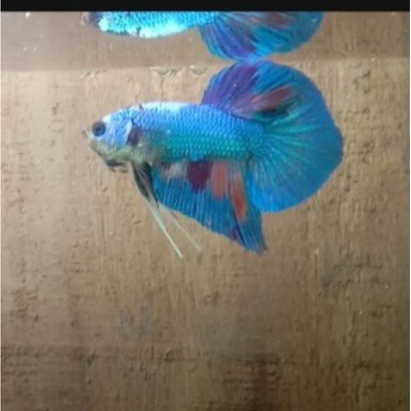 CUPANG murah hm pk koi