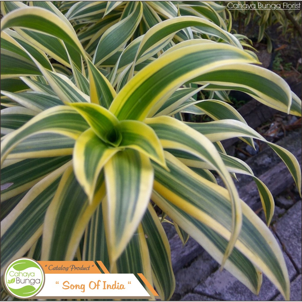  Tanaman  Hias  Dracaena Song Of India Shopee  Indonesia