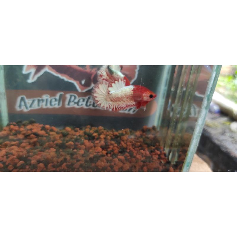 Cupang fccp red head gread A+