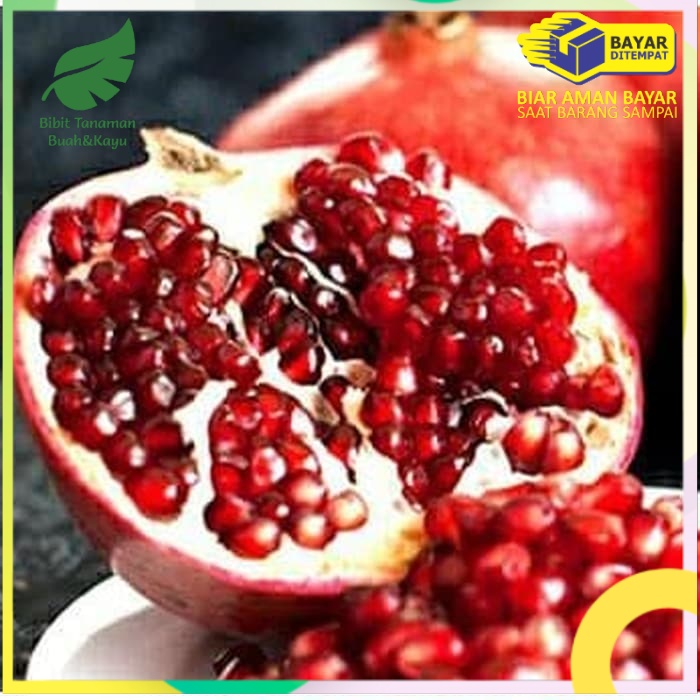 Bibit buah delima merah biji lunak red ruby pomegranate spanyol