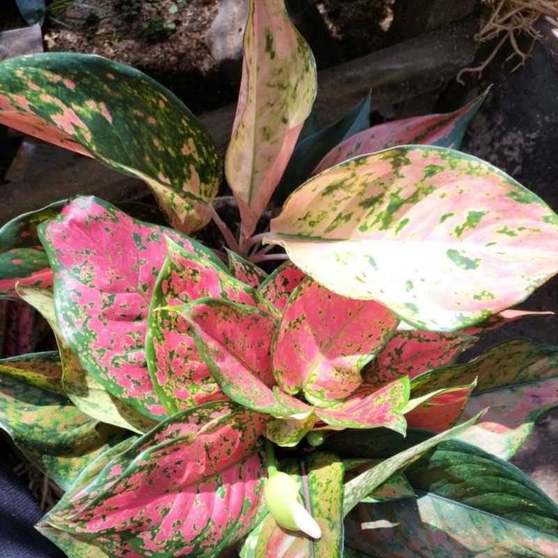 Aglonema kocin camelon