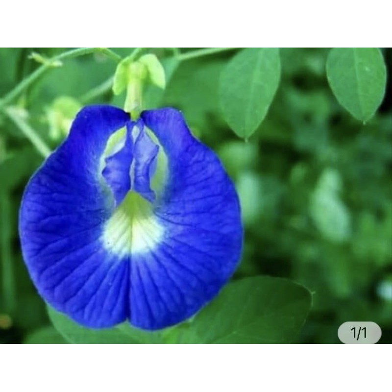 Tanaman Hias Rambat Bunga Telang - Telang Bunga Biru