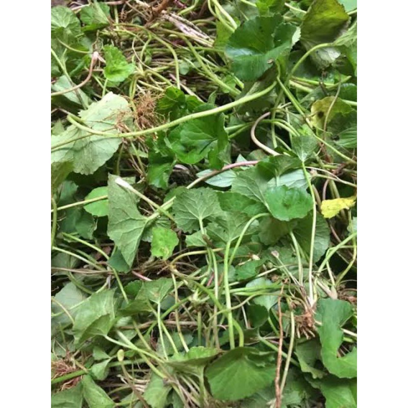 

daun antanan/ pegagan