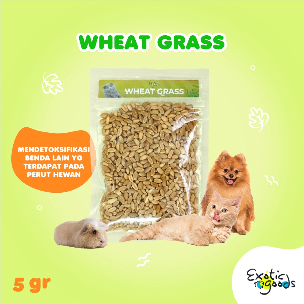 WHEAT GRASS 50g BENIH RUMPUT GANDUM 50g BIJI GANDUM BENIH GANDUM WHEATGRASS KUCING RUMPUT KUCING