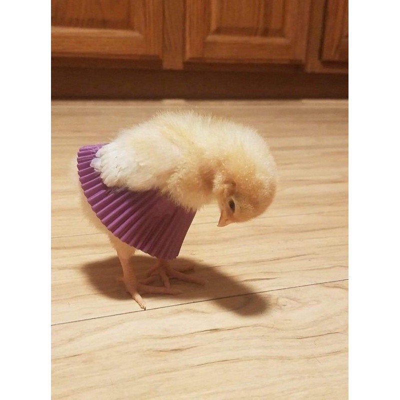 

ayam krebipeti rokrok