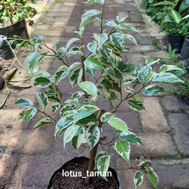 FICUS BENJAMINA BERINGIN VARIEGATA-tanaman beringin variegata