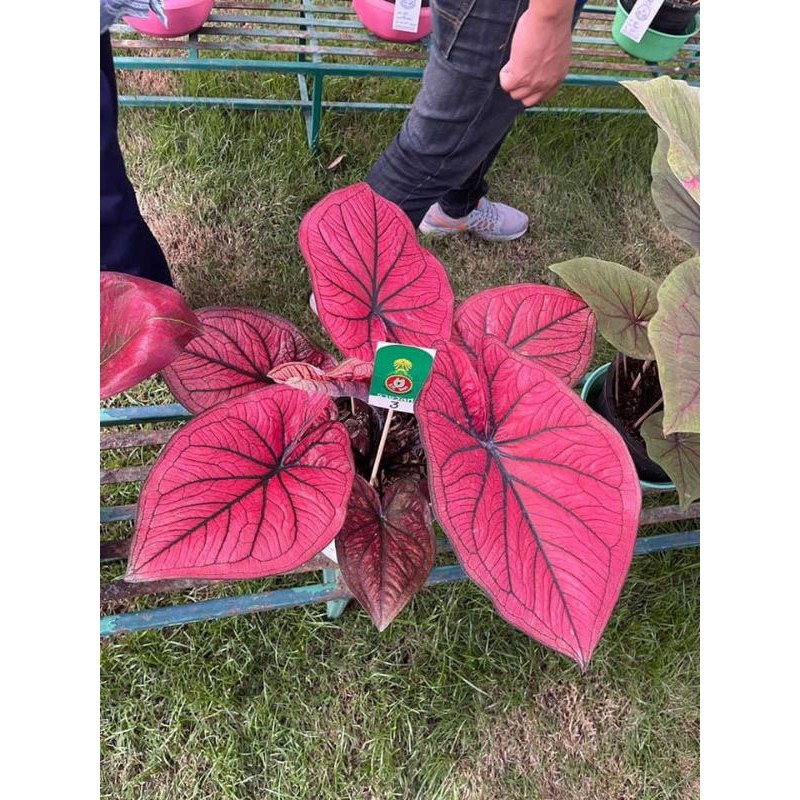 keladi/caladium hybrid thailand impor BATTLE OF THAMMARAT/MASCOTE/RED STONE THAI