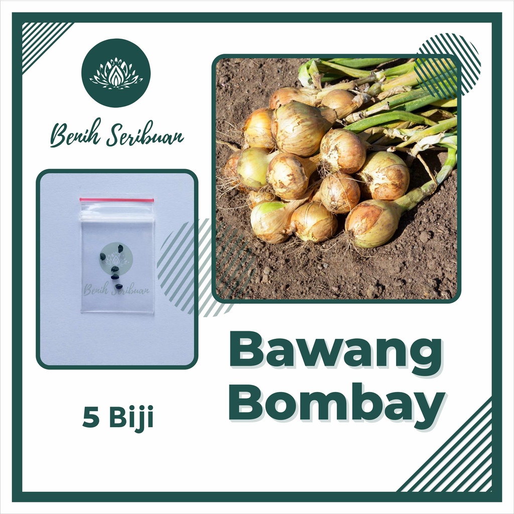 BS-BYL Bibit Sayuran Benih Sayur Buah Hibrida Unggul Buncis Cabe Rawit Bawang Jagung Kacang Lobak Pare Oyong Timun Terong Tomat Wortel dll-BAWANG BOMBAY
