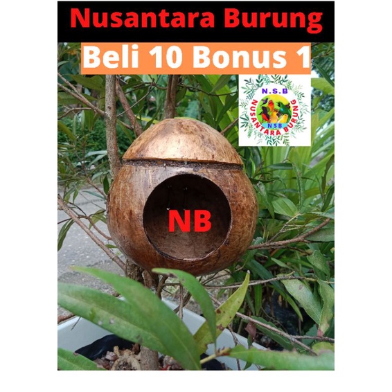 GLODOK GELODOG Termurah.. Glodok Burung Batok Kelapa Glodok Lovebird Kenari Murai Batu