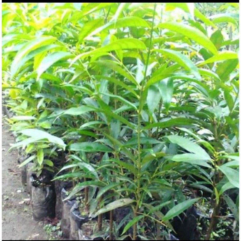 Pohon Mahkota Dewa-Tanaman Mahkota Dewa