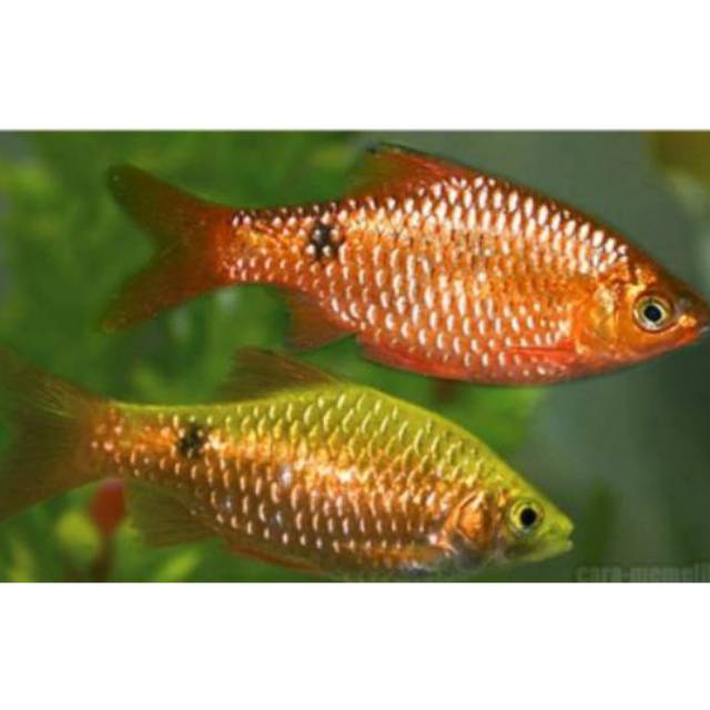 Ikan hias barbir merah kuning Rosy barb