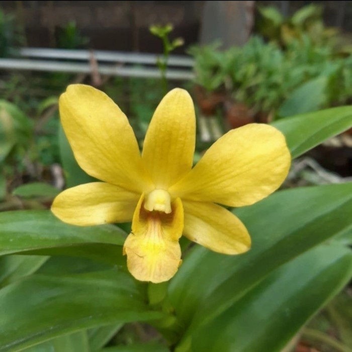 anggrek dendrobium sure gold dewasa