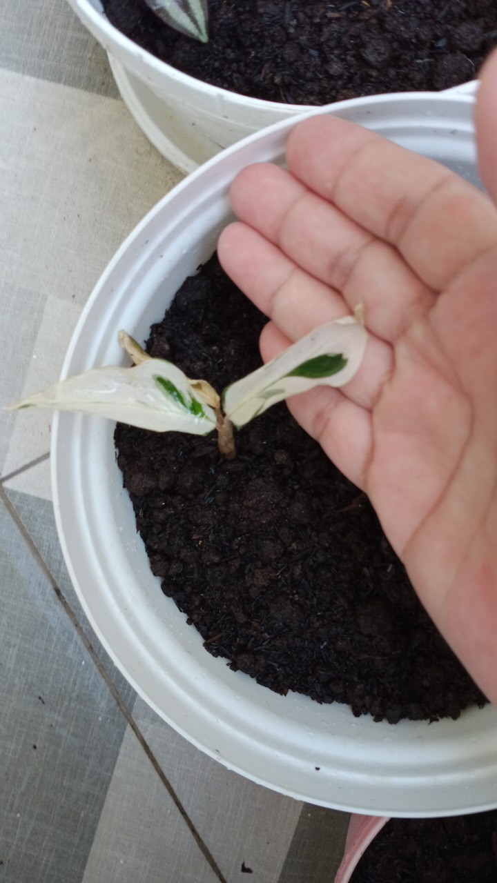 Tanaman Hias Calatea Tisiu - White Fusion