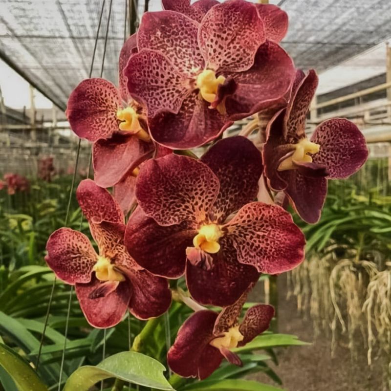 Anggrek Vanda Dewasa Krenchai Brownie Bunga Besar