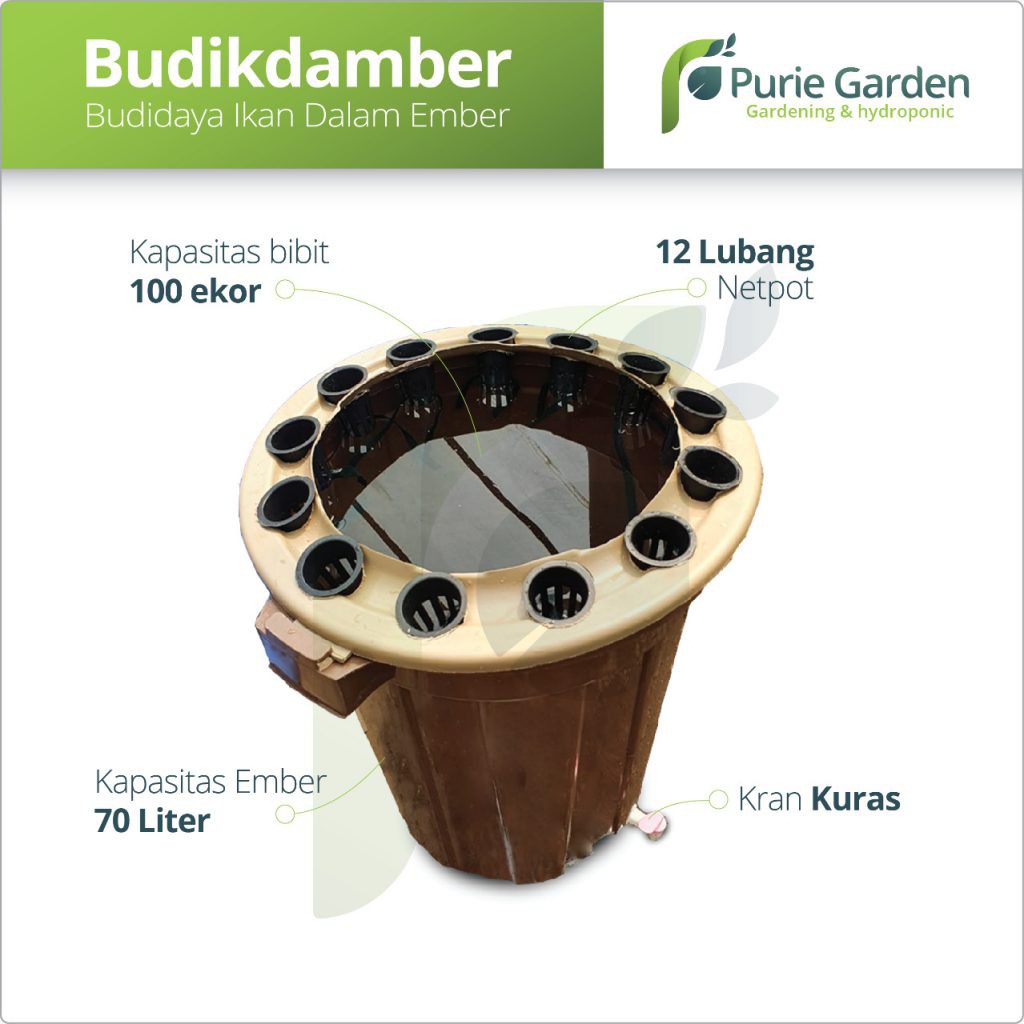 Paket Aquaponik Budidaya Ikan Dalam Ember (BUDIKDAMBER)