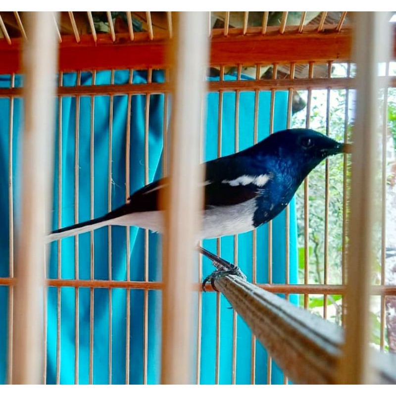 burung Kacer rawatan dari trotol