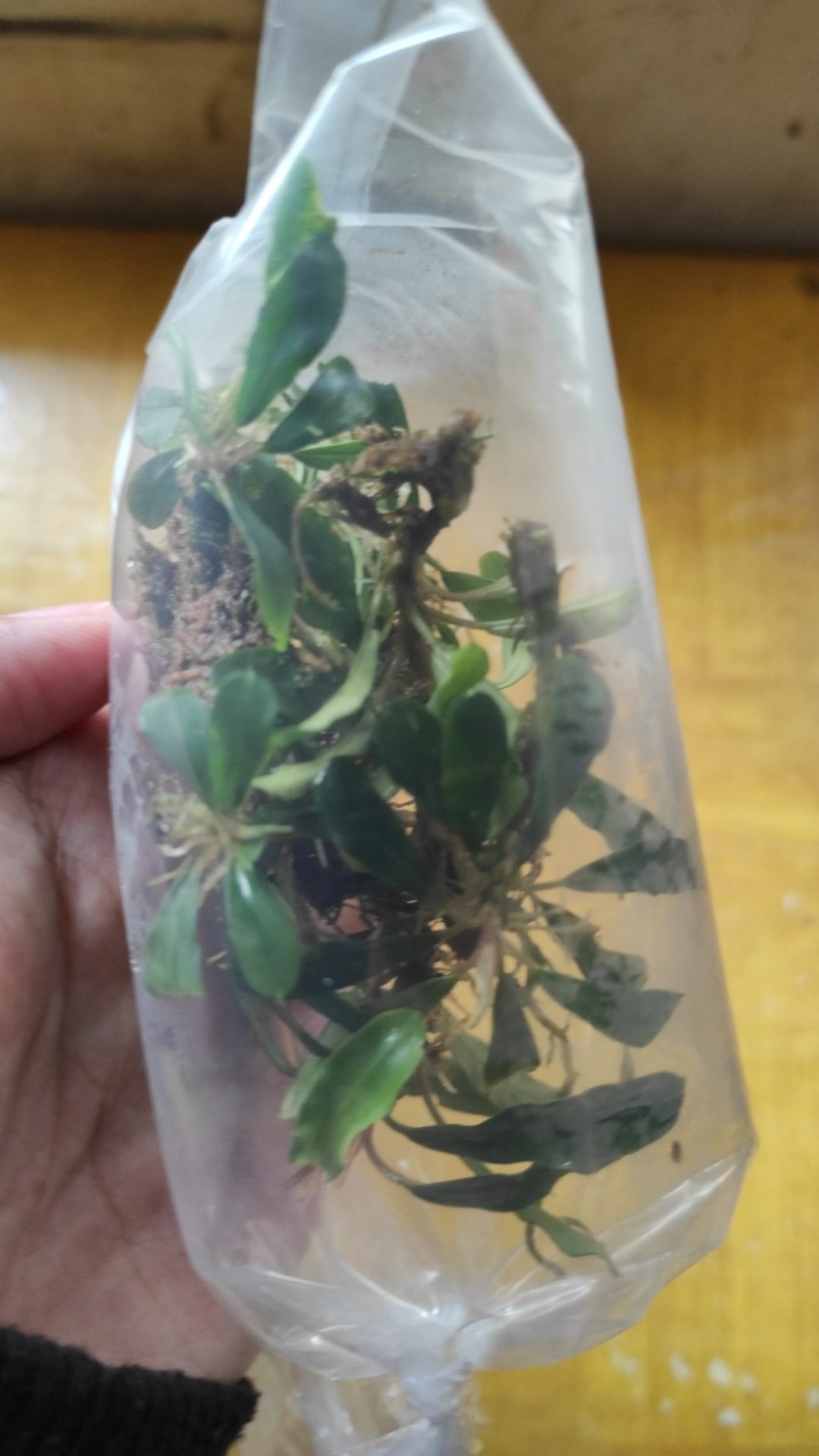 Buce Phalandra Batangan