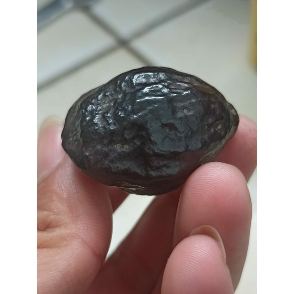 muncang adu jayanti jawa