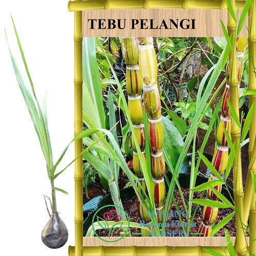 Gambar Akar Tanaman Tebu Gambar Akar Tanaman Tebu