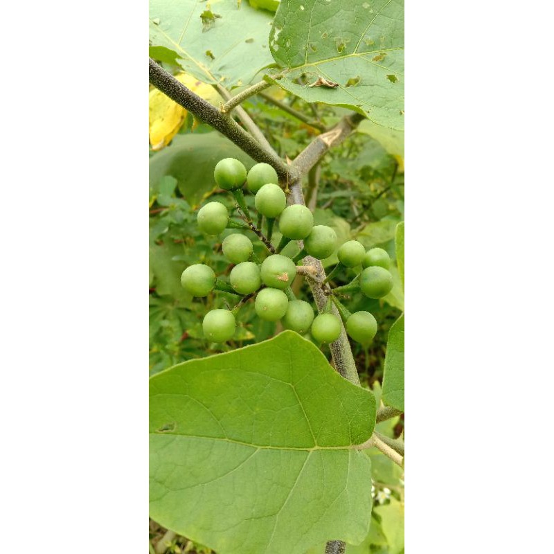 

Obat herbal buah takoka/cepokak 500 gram