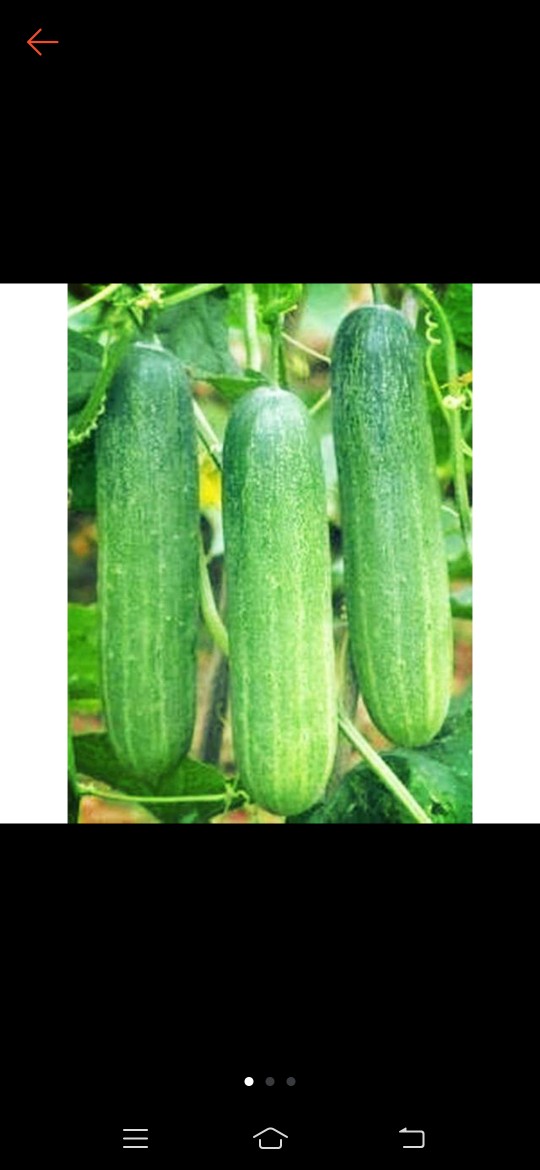 Bibit Benih Biji Sayur Oyong Cocok Untuk Dijadikan Sup - Biji Tanaman Sayur Oyong - Bibit Oyong -cod