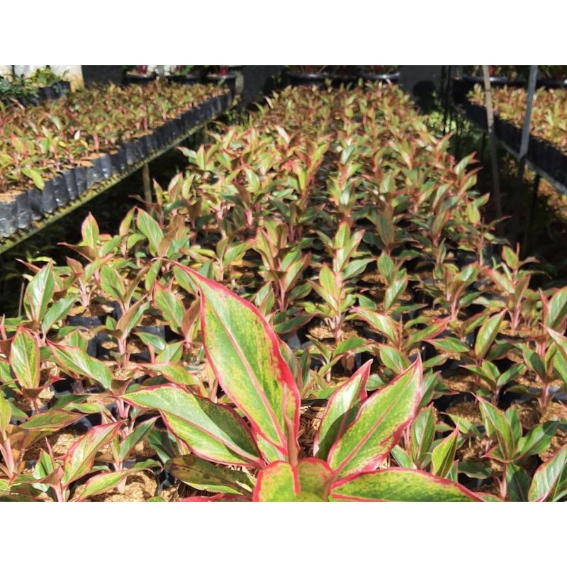 aglonema lipstik aurora, bibit aglonema lipstik siam aurora
