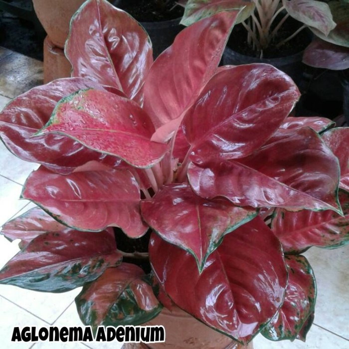bonggol Tanaman Hias Aglonema adenium | bonggol Aglonema adenium