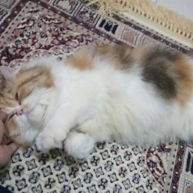 migamikeyla