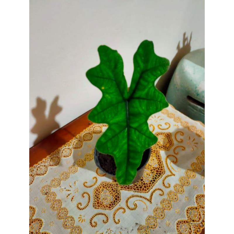 alocasia Jacklyn SP Sulawesi rawatan -+2bln