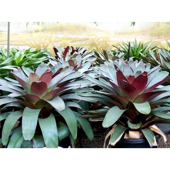 tanaman bromelia giant merah / bromelia jayen merah