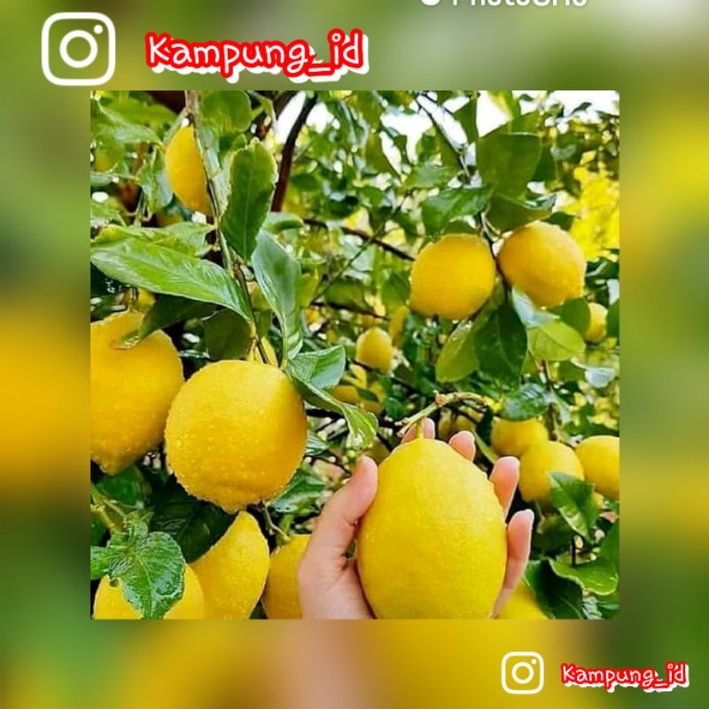 Promo Murah 8 Bibit Jeruk Lemon Jumbo Super Lemon California Lemon Tea Bonus Vitamin B1 Liquinox