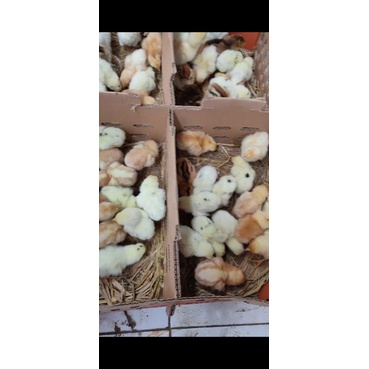 doc kampung/joper/Jawa super|| harga perbox