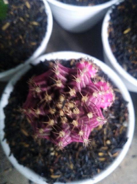 Kaktus Gymno Paket Sultan Dipot 10cm